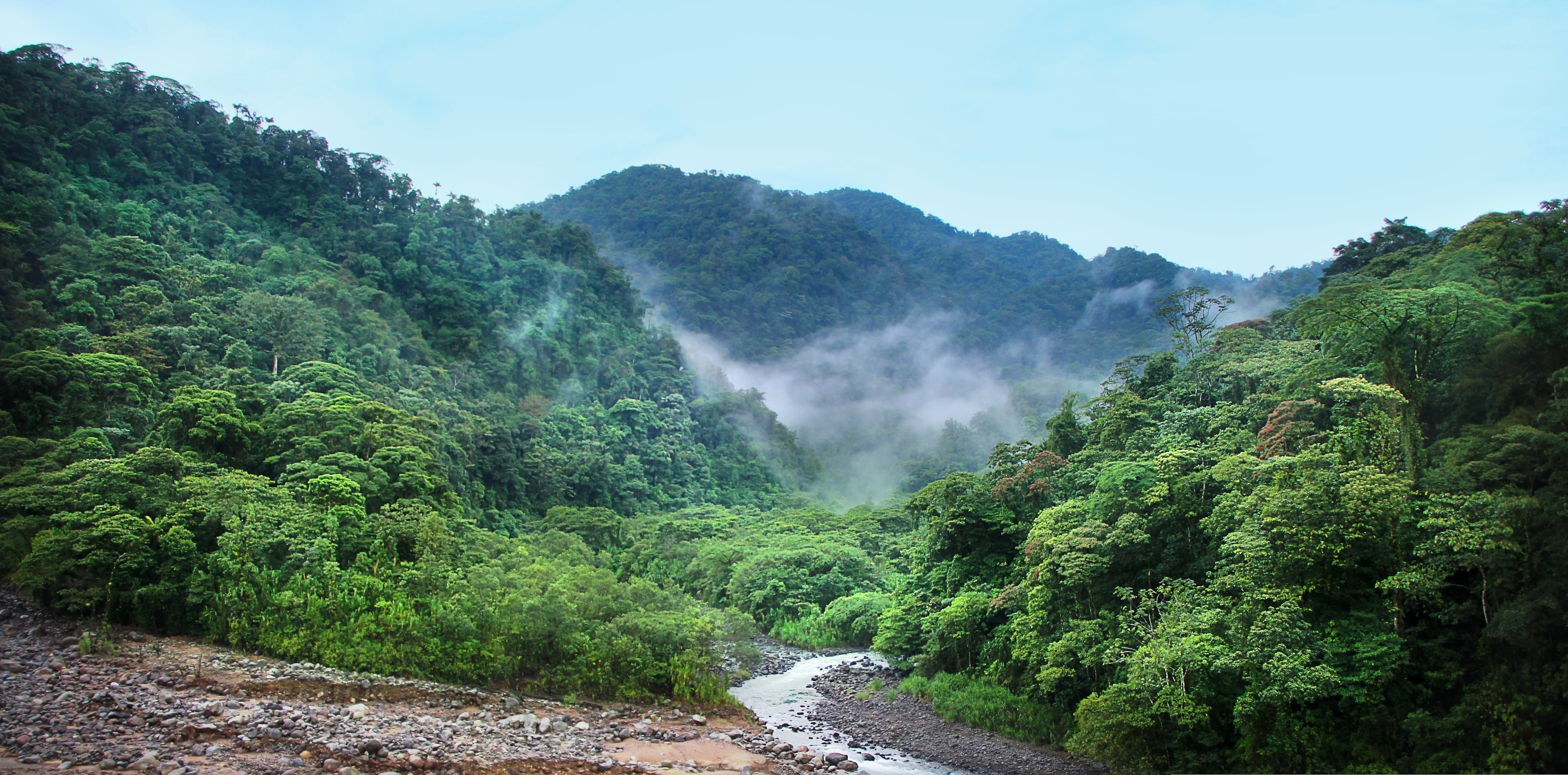 Taniti Rainforest